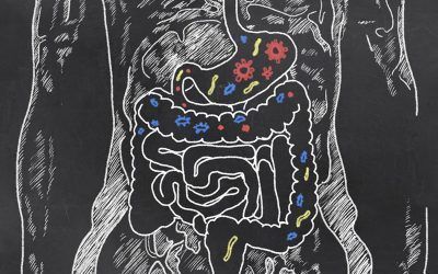 La microbiota intestinal y su importancia para nuestro organismo