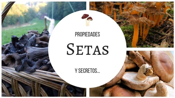 Bienvenida temporada de setas! Descubre sus propiedades